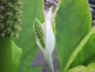 Mobile Preview: Sumpfcalla - Calla palustris